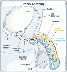 erectile dysfunction